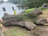 Tree-Removal-in-Cordova-MD 7